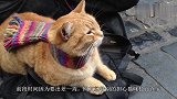 主人出差一周，猫咪独自在家生活，回家看到这幕心酸想哭！