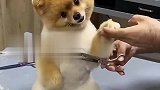 小狗剪毛太配合了