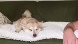 以狗之道还治狗之身