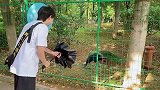 孔雀教我开屏，你是孔雀还是我是孔雀
