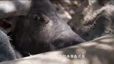 日本女子绑上一块肉，作死“勾引”科莫多巨蜥追自己，是嫌命太长