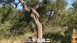 鬣狗经常欺负花豹，还咬死花豹，一天花豹终于报仇，咬死了鬣狗