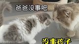 小猫咪表示我太难了