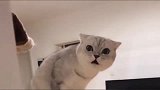 主人跟猫咪道歉，猫咪非但不原谅，还冲着主人奶凶奶凶的叫