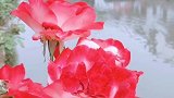 想与你夕阳下赏花……