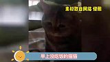 没吃早饭的猫猫看起来好委屈