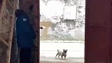 女生跟狗子玩捉迷藏，狗子多次与其擦肩而过