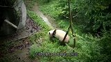 熊猫哥俩抢滑滑梯，互扇耳光，熊妈妈只顾吃竹子