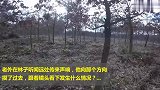 林子发出阵阵声响，男子沿着声音摸过去，结果发现这只动物