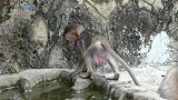 小猴好可怜被别的猴子扯尾巴孤立它，没有猴子愿意陪它玩，好无助