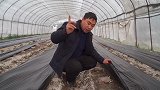 羊肚菌种植户一地两用，收完茄子种羊肚菌，开始出原基了