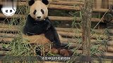国宝大熊猫去世后，它们的尸体会怎么处理网友无法接受