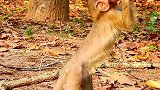 猴哥喝水正香，看到大猴子过来赶紧让道，充满恐惧！