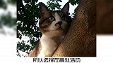 宠物冷知识：猫咪为什么喜欢居高临下？