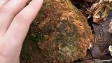 野生药材大自然的搬运工