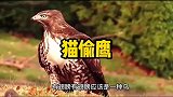 猫打算偷袭老鹰，原来猫头鹰是这么来的啊