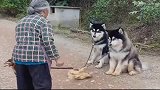 狗狗作妖被奶奶教训，一脸委屈巴巴表情，太可怜了！