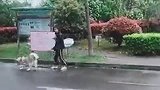 只是单纯的遛狗子出门，谁知道狗子要帮我牵红线，这事我该答应吗