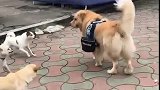 金毛：我就过下路，你们咬我干啥！