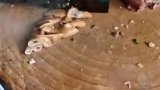 这卤煮火烧看着太香了，感觉吃上一大碗，绝对幸福
