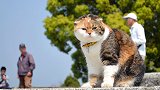 日本这只“网红肥猫”，坚持7年爬山为减肥，身体反而更胖了！