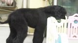 你家狗狗知道你在叫它吗？智商最低的阿富汗猎犬宝宝就要这样教