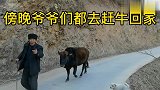 宁静的小山村，爷爷去找牛妈妈在做饭，爸爸背柴火还没回来