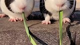 强迫症勿看萌宠出道练习生