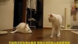 狗狗在强势的猫咪面前立马认怂,太搞笑了