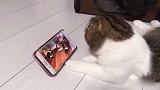 当猫咪在视频上看到同伴被欺负，猫咪：我现在就要去给同伴报仇！