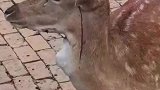 鹿角被割流血被游客拍到，动物园回应属于夏季常规操作