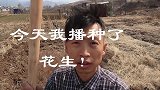 种花生：今年一定要早点播种，总之要看运气好不好了！