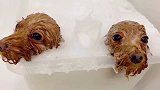 狗狗泡spa，火龙果、果皮、果粒、果汁，我真的分不清了！谁来