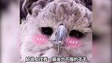 它是最大的猛禽之一，拥有最完美的侧颜，最沙雕的正脸，哈哈哈
