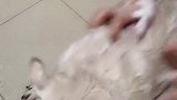 狗子：洗澡就好好洗澡呗，转圈圈干嘛！