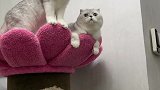 银渐层这么可爱的小猫咪