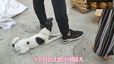 中华田园犬：喜欢笑的小狗被卖，毛色极其罕见