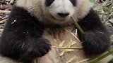 国宝在自家吃竹子，竟被吐槽