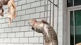 猫咪想吃挂在窗边的肉，无奈手太短了，吃不到啊！