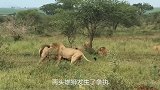 雄狮兄弟抢夺食物，你看好哪个？__