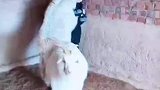 小男孩的小玩伴长大后，还是一如既往的缠着小男孩