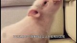 屠夫正准备对公猪下手，下一秒，母猪的举动气坏了主人！