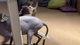 猫中二哈 哈哥猫妹
