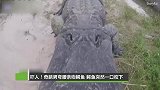 怪天下-20171115-吓人！奇葩男弯腰亲吻鳄鱼 鳄鱼突然一口咬下