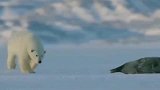 小北极熊第一次觅食，这身手海豹是在劫难逃了