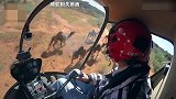 澳大利亚5天内将射杀1万只骆驼 只因它们喝了太多水