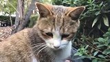 野外遇见一只流浪猫，感觉有点不对，细看哭了