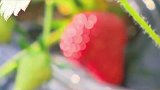 甜甜的草莓季到啦，给生活加点甜每天都快乐一点