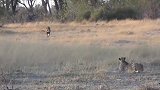 实拍雄狮捕杀猎豹，仅用3秒脊椎瞬间被咬断，直接秒杀太强悍了