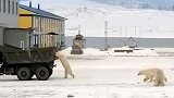 俄罗斯：北极熊站立行走，抓住一辆行驶中的卡车寻找食物